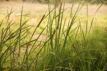 Outdoor makeover: Xeriscape-Landscaping-Drought-Grasses