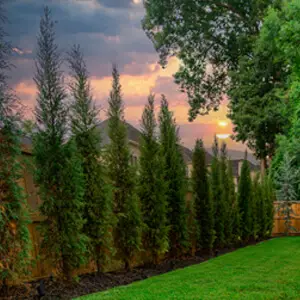 Outdoor makeover: Landscape-Services-In-Alpharetta-Privacy-Plants