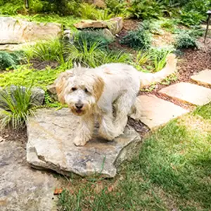 Outdoor makeover: Landscape-Services-In-Mableton-Boulder-Placement