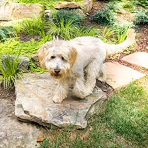 Outdoor makeover: Landscape-Services-In-Woodstock-Boulder-Placement