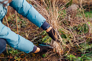 Outdoor Makeover: Perennial_Pruning