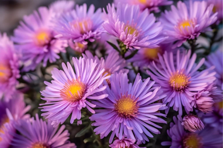 Asters Planting in Fall