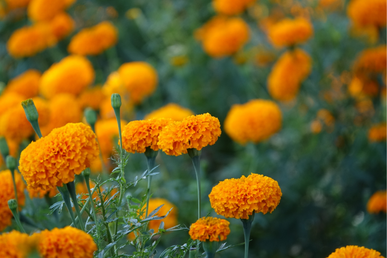 Marigolds outdoor planting Atlanta