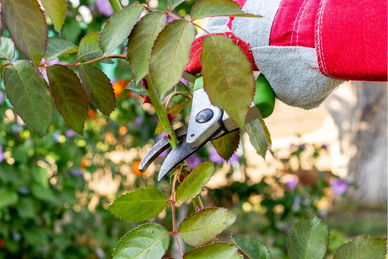 Pruning & Trimming