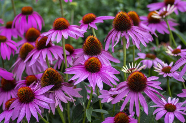 Bright Purple Coneflower: Echinacea purpurea